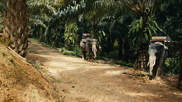 两只亚洲象在丛林的阴影下视频素材