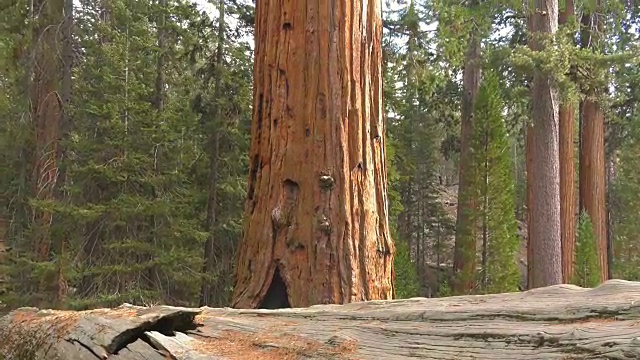 红杉资本巨大的树视频素材