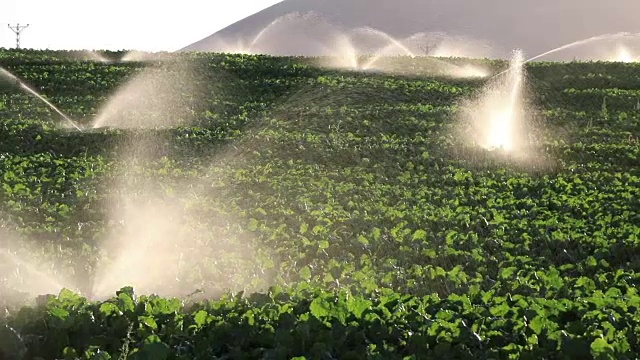 灌溉设备，农业水洒水器，灌溉农场植物作物地缓慢运动视频素材