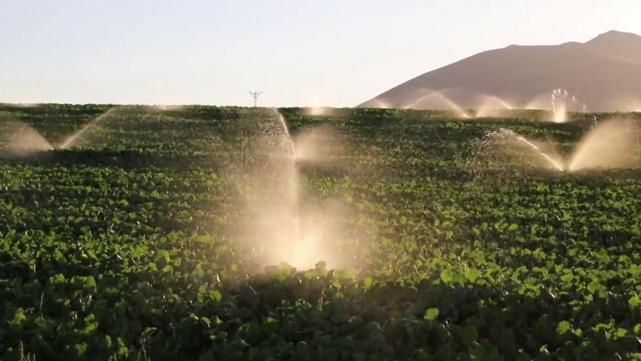 采购产品灌溉设备，农业水洒水器灌溉农场植物作物田视频素材
