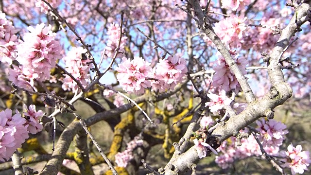 杏树在开花- Wideo角度拍摄视频下载