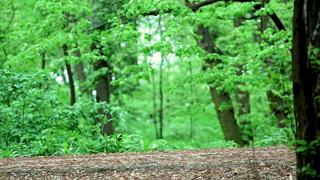 年轻的女运动员在森林里奔跑。视频素材