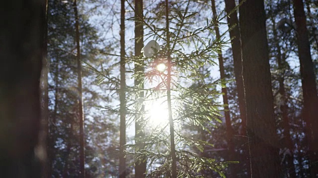 冬季森林景观视频下载