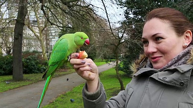 快乐的女人在旅行度假期间在伦敦海德公园喂绿色鹦鹉。视频素材
