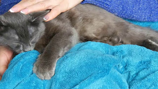 一位女士的手轻轻地抚摸着睡在她腿上的一只灰猫的皮毛。猫呜呜叫，用爪子按摩视频下载