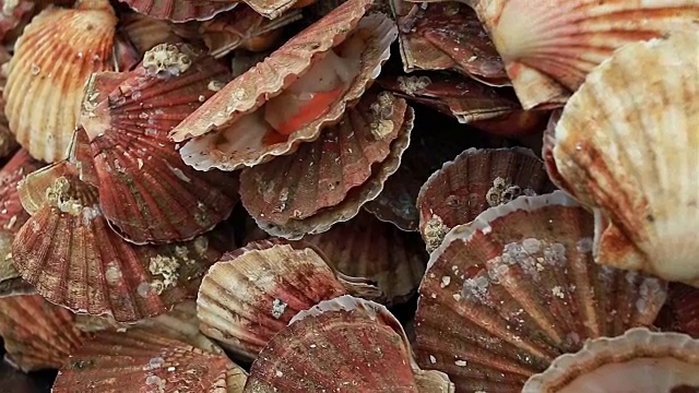 法国诺曼底鱼市的新鲜扇贝。视频下载