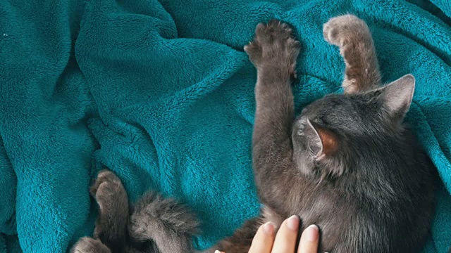 女性的手轻轻地抚摸着一只灰色的猫的皮毛，这只猫在俯视图中睡觉。猫呜呜叫，用爪子按摩视频下载