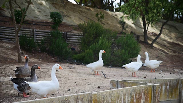 意大利撒丁岛一个公园里的白灰相间的鸭子视频素材