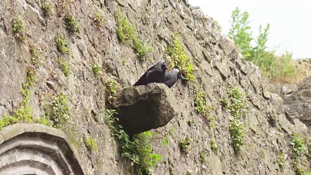 低角度，鸟儿栖息在石墙上视频素材
