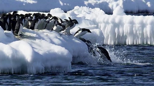 阿德利企鹅潜入南极海视频下载
