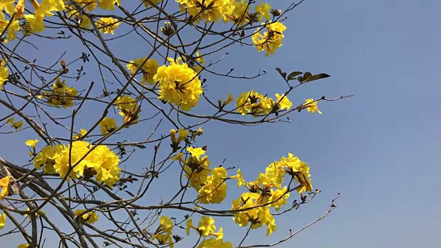 金色喇叭花与天空为背景。视频下载