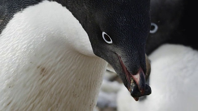 南极洲的阿德利企鹅视频素材