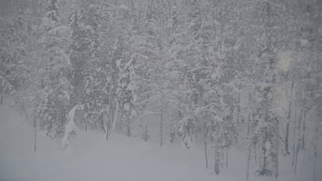 森林里的雪景视频素材