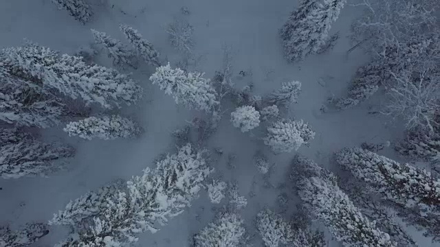 无人机拍摄的积雪覆盖的森林视频素材