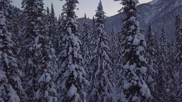 无人机拍摄的积雪覆盖的森林视频素材