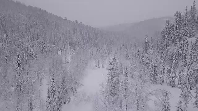 冬季无人机拍摄的森林视频素材