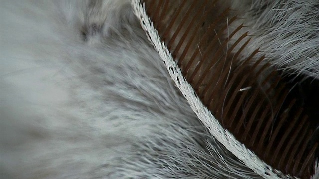 英国雄性蛾的羽毛状触角视频下载