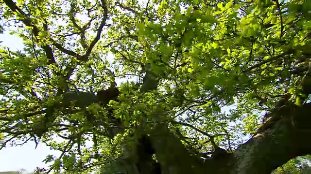 在英国多塞特的橡树(栎属)树枝上漫步视频素材