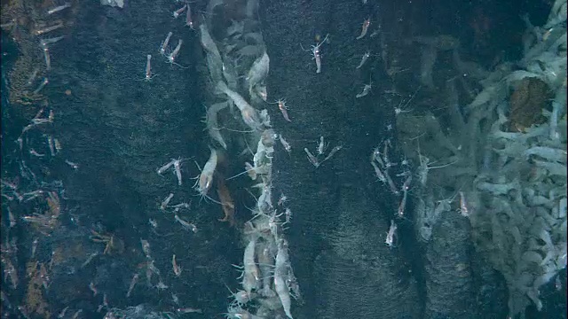 大西洋中脊黑色烟熏深海喷口上的滨虾视频素材