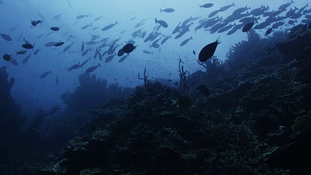 POV，游过印度尼西亚的珊瑚礁视频素材