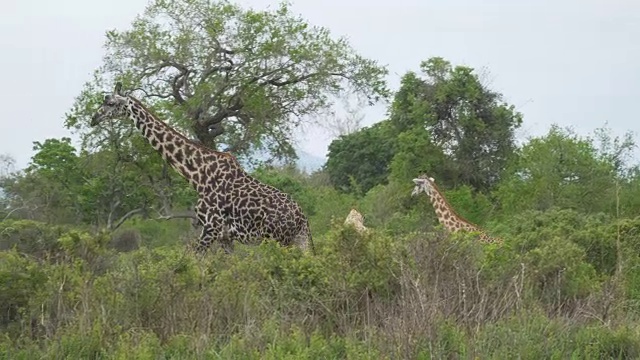 优雅的老长颈鹿在大草原的灌木丛后面移动视频下载