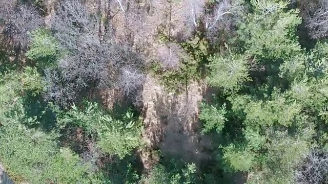 空中:无人机下降和偏航在分散的森林，缓慢旋转的视角，森林砍伐问题视频素材