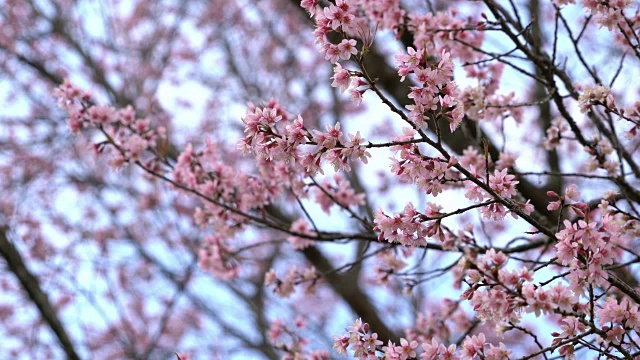 樱花樱花在春天盛开视频素材