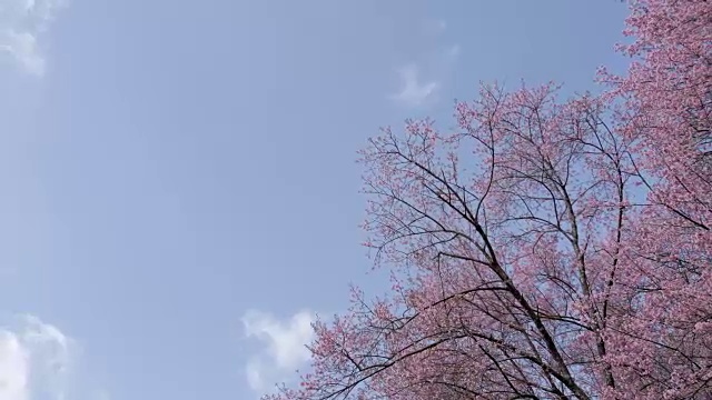 公园里的樱花树和蓝天视频素材
