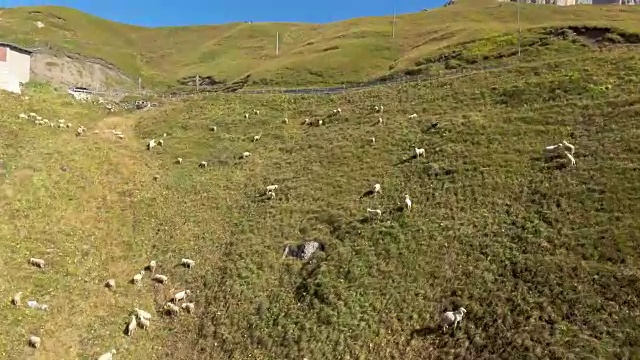 小山上的羊视频素材