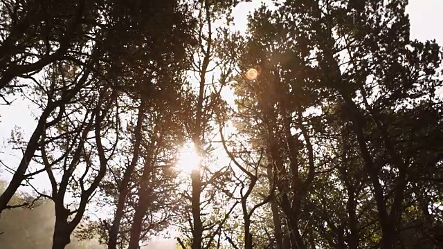 光线穿过树木视频素材
