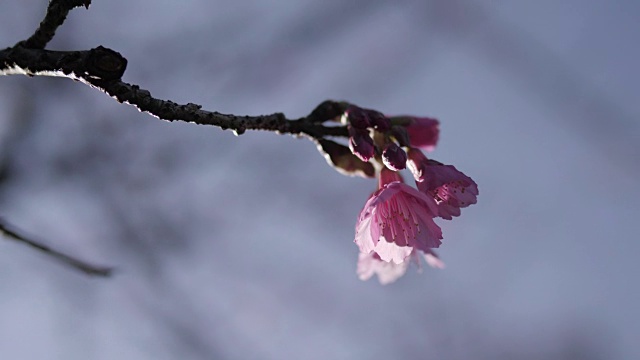 粉红色的花在春天的季节视频素材
