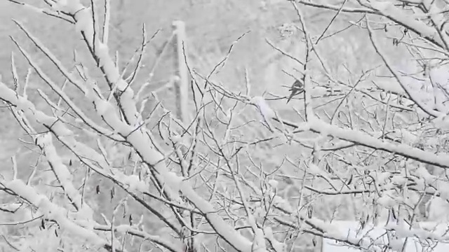 暴风雪中的鸽子视频下载