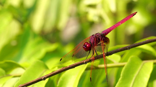红色的蜻蜓特写野生动物，大眼睛是五颜六色的，绿色的背景在花园里。视频素材