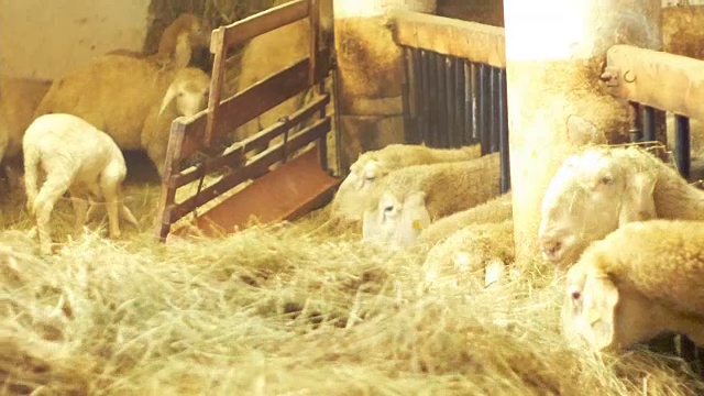 农夫，拿着绞架上的干草去喂羊视频下载