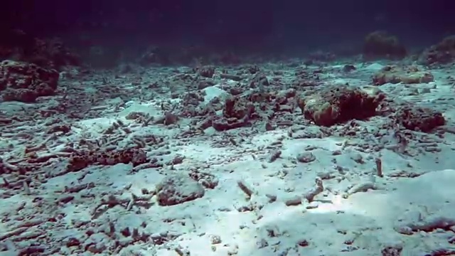 水下珊瑚礁大规模白化和破坏视频下载