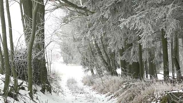 风景优美的冬季景观。冬日里有雾、阴沉的树木。视频下载