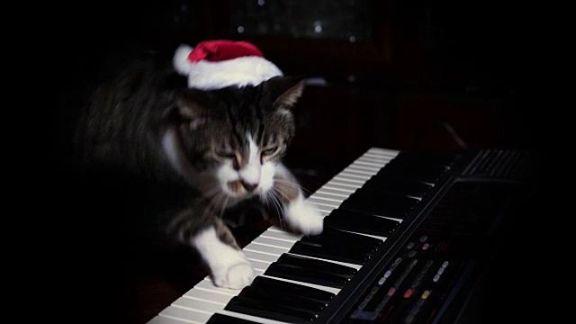 戴圣诞帽的搞笑猫会弹键盘、风琴或钢琴视频素材