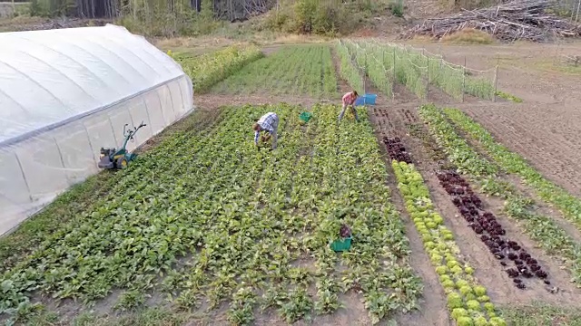 两名农民在4k大田工作视频下载