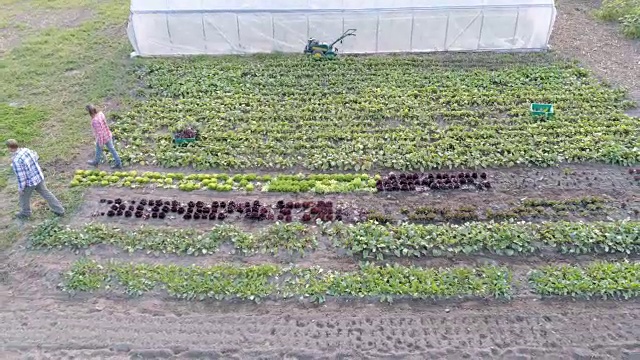 两名农民在4k大田工作视频下载