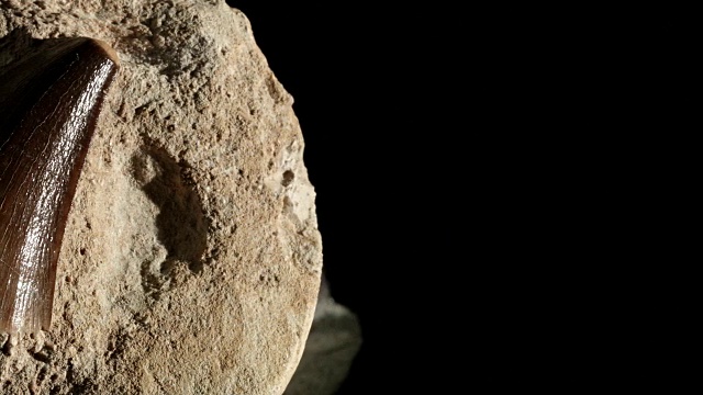 微距摄影:石头上的恐龙牙齿视频下载