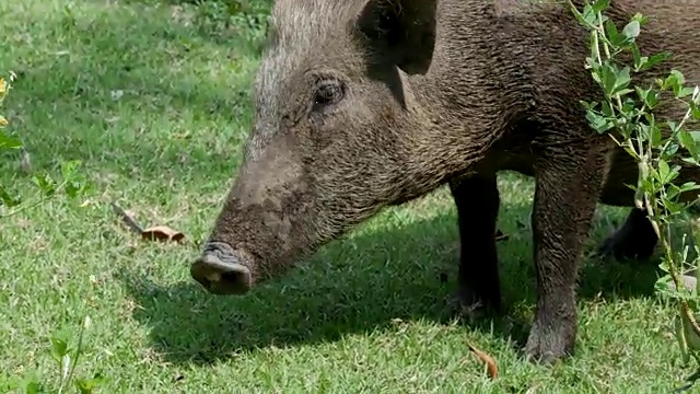 动物世界，野猪喂食视频素材