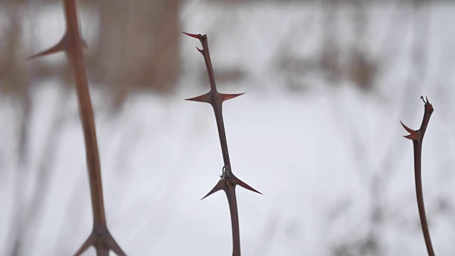 在雪的背景上有尖锐的刺的干燥的光秃秃的树枝视频下载