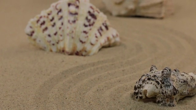 近似的贝壳，躺在沙上的z字形。多莉视频素材