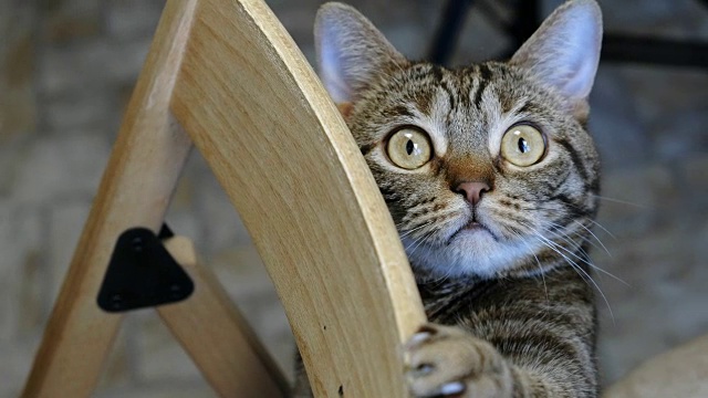 条纹猫在椅子上玩。宠物在家里。视频下载