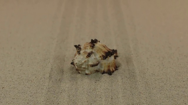 近似的贝壳，躺在一条线从沙。多莉视频素材