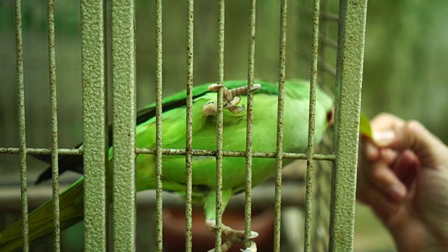 鸟笼鹦鹉:4k视频素材