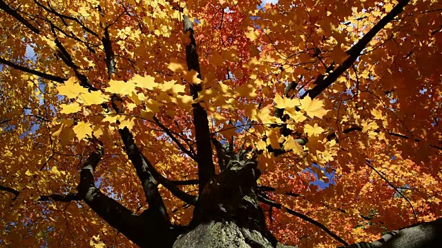 加拿大多伦多:秋天或秋天橙色的树叶，低角度的视图视频下载