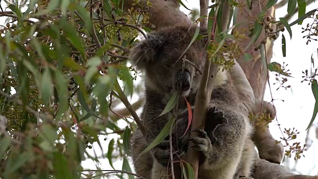 澳大利亚桉树上的考拉视频素材