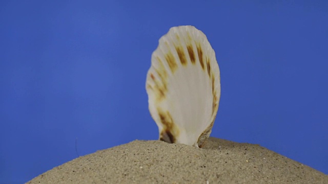 旋转着，美丽的贝壳躺在沙滩上。孤立的视频素材