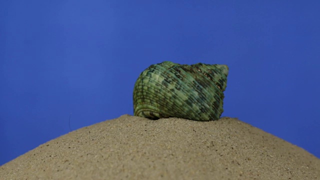旋转着，美丽的贝壳躺在沙滩上。孤立的视频素材